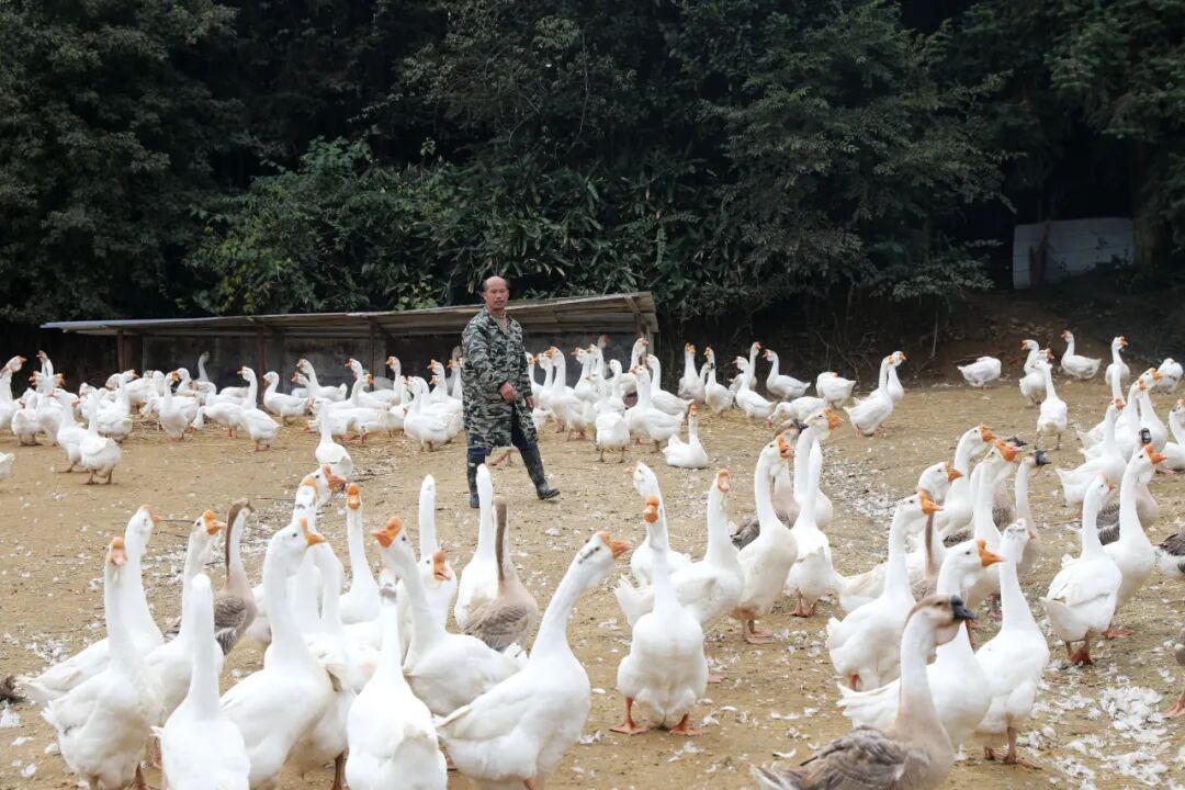 贵州锦屏：踔厉奋发谱华章砥砺前行结硕果(图2)