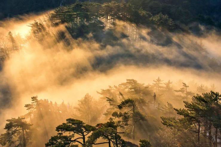 黄山风景区面向全球游客实行门票半价优惠政策(图15)